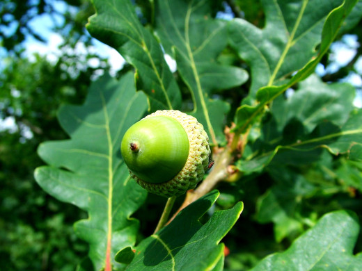 english-oak-1409132 (1)
