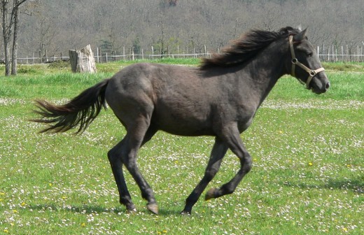 horse-1399565